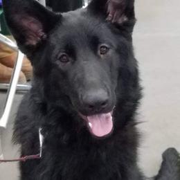 German Shepherd Puppies from Casamoko German Shepherds