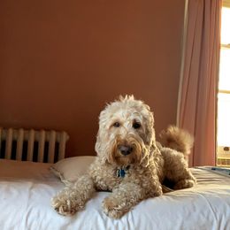 Esmé - Goldendoodle