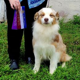 Tequila - Australian Shepherd