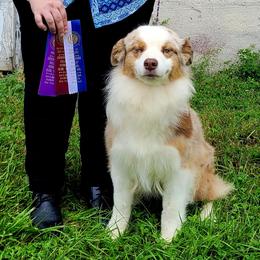 Tequila - Australian Shepherd