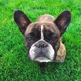 French Bulldog All Grown Up from Windy Willow's French Bulldog