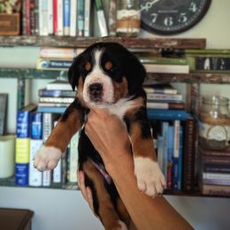 Blue Boy (Sawyer) - Black, white and red male Greater Swiss Mountain Dog puppy in Edinboro, Pennsylvania from Greater Swiss of Whitetail Acres