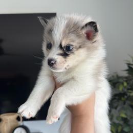Luna - Silver and white female Pomsky puppy in Goodyear, Arizona from Velvet Pomskies