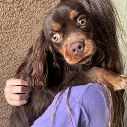 Cavalier King Charles Spaniel puppies from Cavapoo Puppy Parade