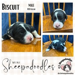 Biscuit - Black and white male Sheepadoodle puppy in Bloomfield, New Jersey from C3 Sheepadoodles