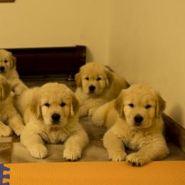 Golden Retriever Puppies from Honeysweet Goldens