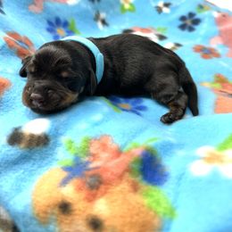 Teal boy - Black and tan male Dachshund puppy in Laveen, Arizona from Acosta Kennels