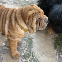 Girl 3 yellow collar - Red fawn female Chinese Shar-Pei puppy in Fairfield, Texas from Majesty SharPei
