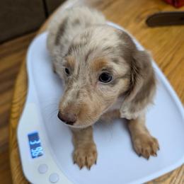 Santa - Dapple male Dachshund puppy in Aiken, South Carolina from Paragon Puppies