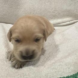 Prancer: Orange collar - Golden female Golden Retriever puppy in Monterey, Tennessee from Lawson’s Green Acres Goldens and Mini Dachshunds