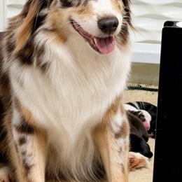 Ruby - Miniature Australian Shepherd