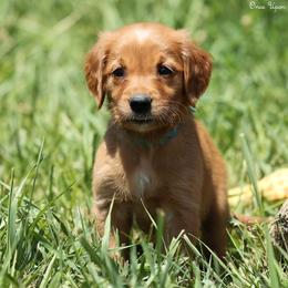 Missy Teal Girl - Dark golden female Golden Retriever puppy in Idaho Falls, Idaho from Once Upon A Dream Kennels