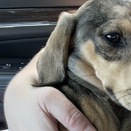 Dachshunds from Brit’s Doxie Crossing