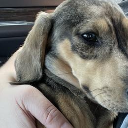 Dachshunds from Brit’s Doxie Crossing