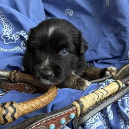 Australian Shepherd Puppies from Cross Arrow K Awesome Aussies