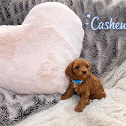 Cavapoo Puppies from H&H Cavapoos