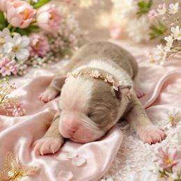 Lilac Tri Girl - Lilac female Boston Terrier puppy in San Antonio, Texas from JT Bostons