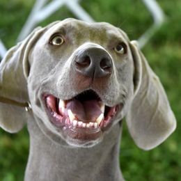 Weimaraner Puppies from Sterling Hill Weimaraners