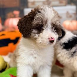 Venus - Red merle female Aussiedoodle puppy in Dickerson, Maryland from Pawsome Aussie Doodles and Oodles