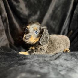 Slate - Blue and tan male Dachshund puppy in Washburn, Tennessee from Broken Arrow Miniature Dachshunds