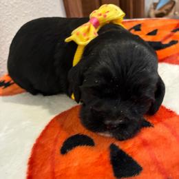 Josie - Black and white female Cockapoo puppy in Brookings, South Dakota from Hofer Pups