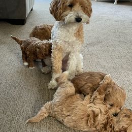 Maltipoo Puppies from Piper N Penny