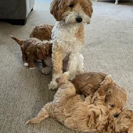 Maltipoo Puppies from Piper N Penny