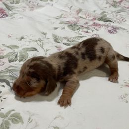 Milton - Dapple male Dachshund puppy in Temple, Texas from Brit’s Doxie Crossing