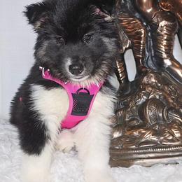 Siberian Husky Puppies from Springfield Huskies