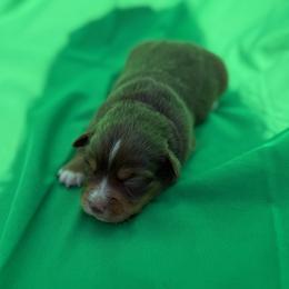 Ember - Red tri-color female Miniature American Shepherd puppy in Plant City, Florida from Osborne & Stormborn FL Kennels
