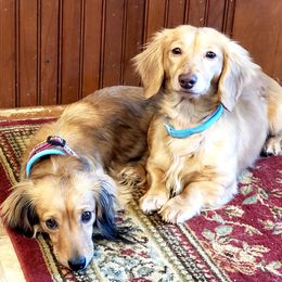 Dachshunds from Knollbrook Farm