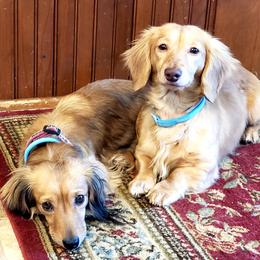 Dachshunds from Knollbrook Farm