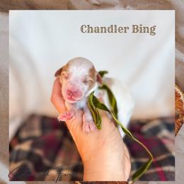 Chandler - Parti male Goldendoodle puppy in New Harmony, Indiana from Cottonwood Farms