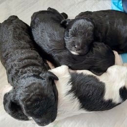 Cavapoos from Carlson Cavapoos