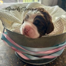 English Springer Spaniel Puppies from Sparks Springer Spaniels