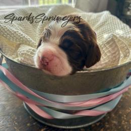 English Springer Spaniel Puppies from Sparks Springer Spaniels