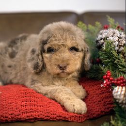 Cinnamon - Brown female Bernedoodle puppy in Queen Creek, Arizona from Dulcito Doodles