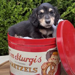 Gomez - Black and cream male Dachshund puppy in Perryville, Maryland from Heavenly Heritage Dachshunds and Doods