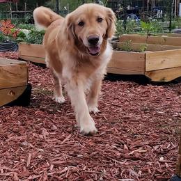 Golden Retriever All Grown Up from Julie’s Jewels Puppies