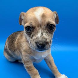 Pluto - Merle male Chihuahua puppy in Georgia/Florida, Florida from Fiesta Pups