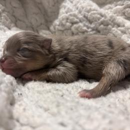 Blue merle - Blue merle male Pomeranian puppy in Fayetteville, North Carolina from Tar-heel Poms