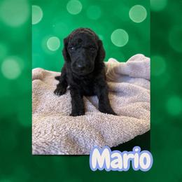 Mario - Black male Poodle puppy in Port Orange, Florida from Daytona’s Standard Poodles