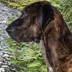 Plotts from Laoch Plotts