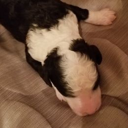 Sheepadoodles and Toy Australian Shepherds from Yvette Pendleton