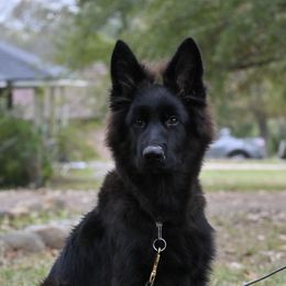 Fable - German Shepherd