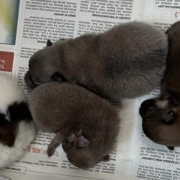 Pomeranian Puppies from Tinkerpoms