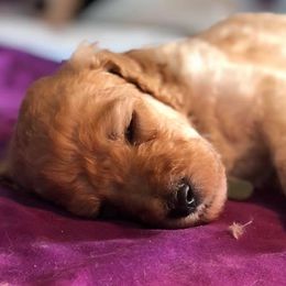 Dachshund and Poodle Puppies from Arkansas Standard Poodles & Dachshunds