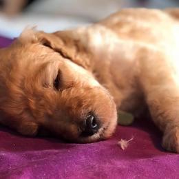 Dachshund and Poodle Puppies from Arkansas Standard Poodles & Dachshunds
