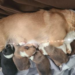 Pembroke Welsh Corgis from Taylor's Creek Corgis