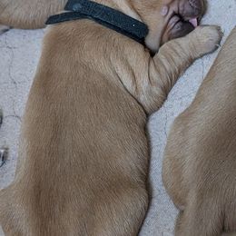 Golden Retriever Puppies from 10 Piece Golden Nugget Retrievers